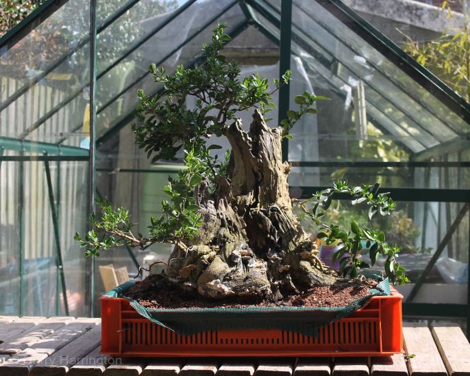 The Styling of a Huge Privet Bonsai